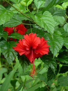 Nature plant flower photo