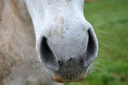 Horseback riding domestic animal horse head photo