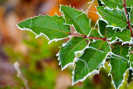 Green plant leaf photo