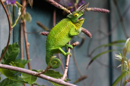 Chameleon tree branch photo