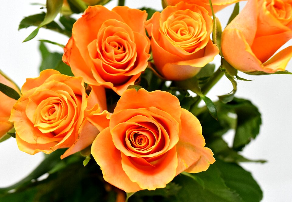 Bloom nature rose blooms