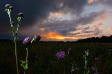 Landscape violet clouds