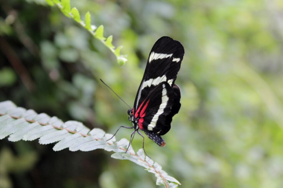 Butterfly animal world wing