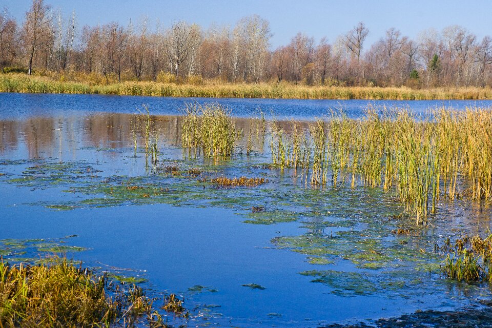 Lake frost background