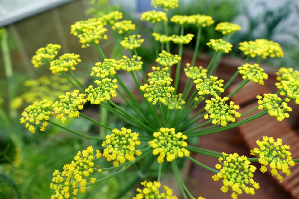 Yellow filigree tender