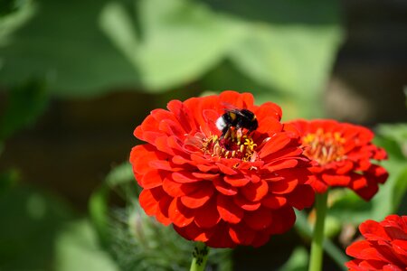 Garden summer close up photo