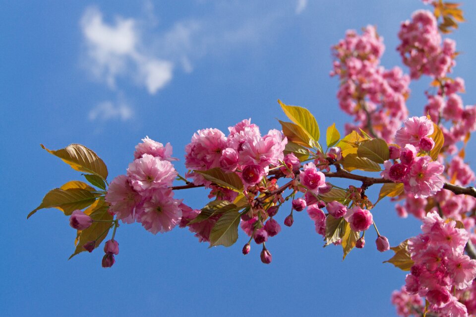 Nature flowers sunny
