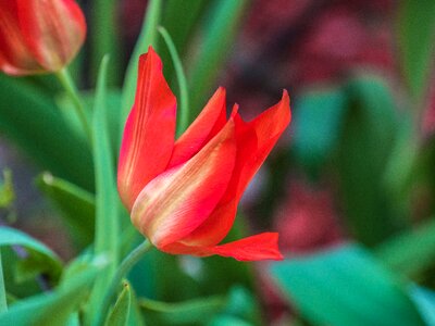 Flower tulip garden photo