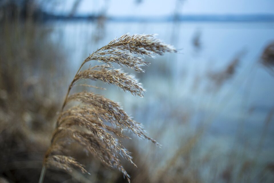 Grass environment autumn