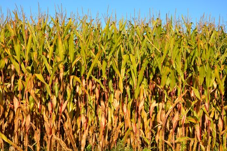 Nature cereals culture