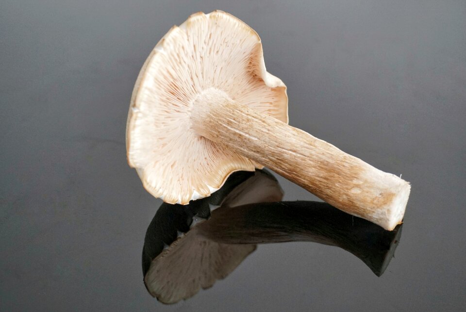 Mushroom fungus nature