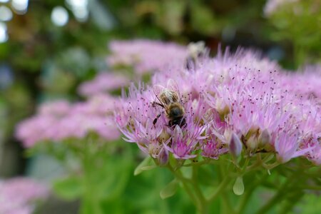 Fat hen nectar bee plant photo