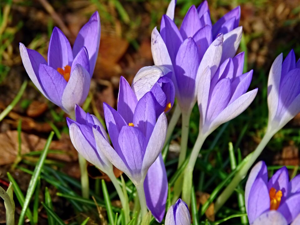 Early bloomer violet garden photo