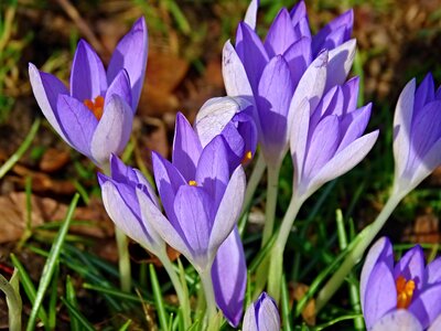 Early bloomer violet garden