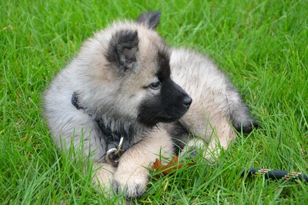 Eurasier nova young