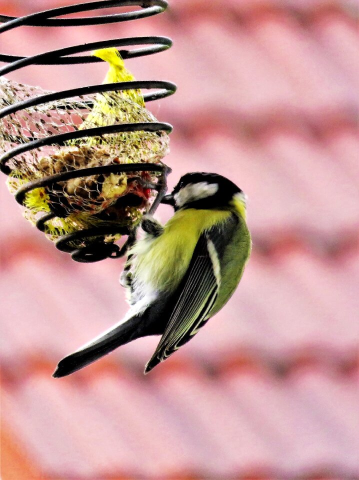 Feed spiral foraging hanging