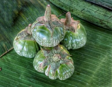 Vegetable cooking plant