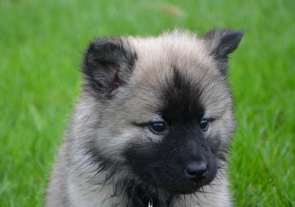 Black muzzle brown eyes young female