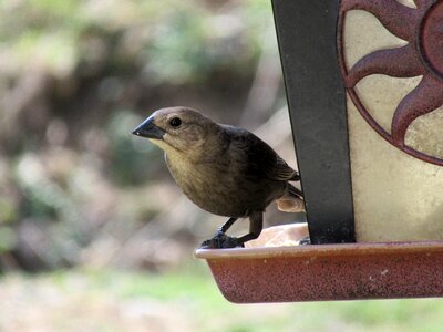 Nature animal feeder photo