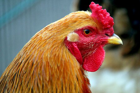 Feather animal farm