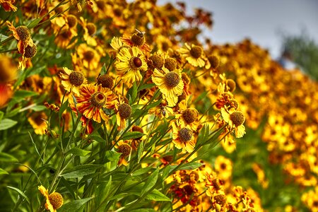 Plant golden autumn autumn flowers