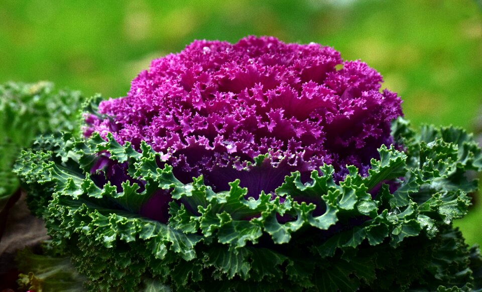 Beautiful purple green