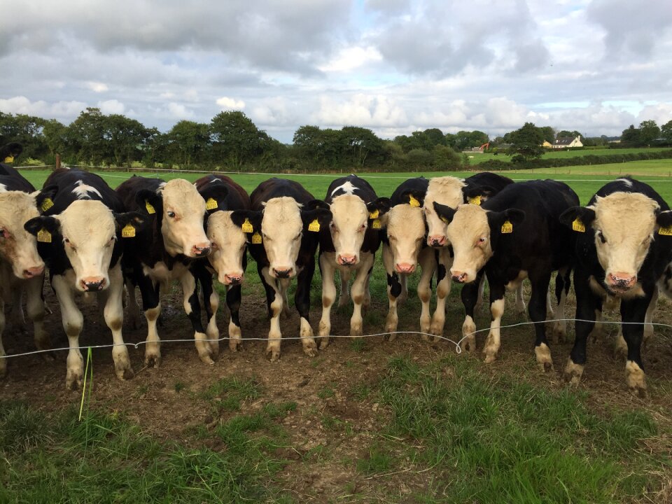 Agriculture fisheye cattle