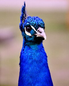 Feather bill nature