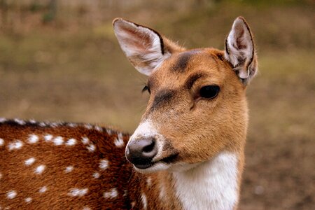 Animal world wild cute