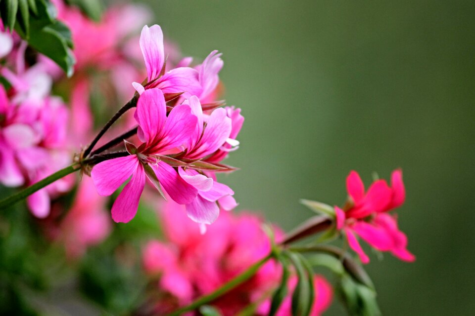 Decorative plant pink flower