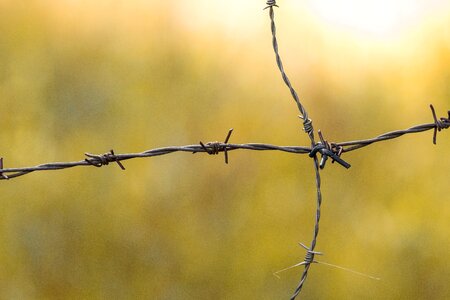 Thorn fence wire photo