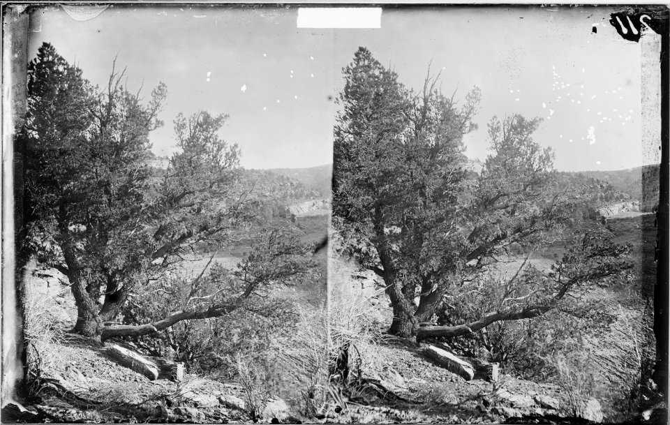 PINON TREE, KANAB CANYON, UTAH - NARA - 523976