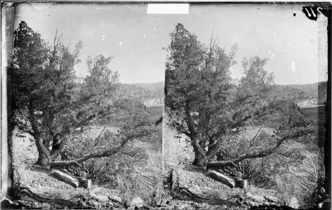 PINON TREE, KANAB CANYON, UTAH - NARA - 523976