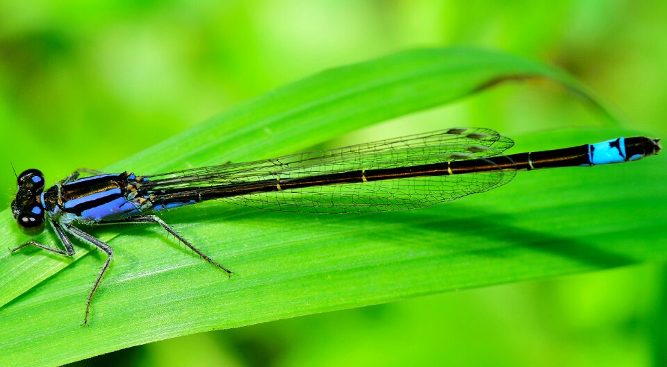 Libelulido libellulidae flying insect photo