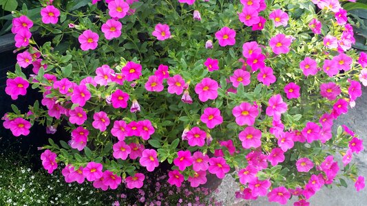 Spring pink potted plant