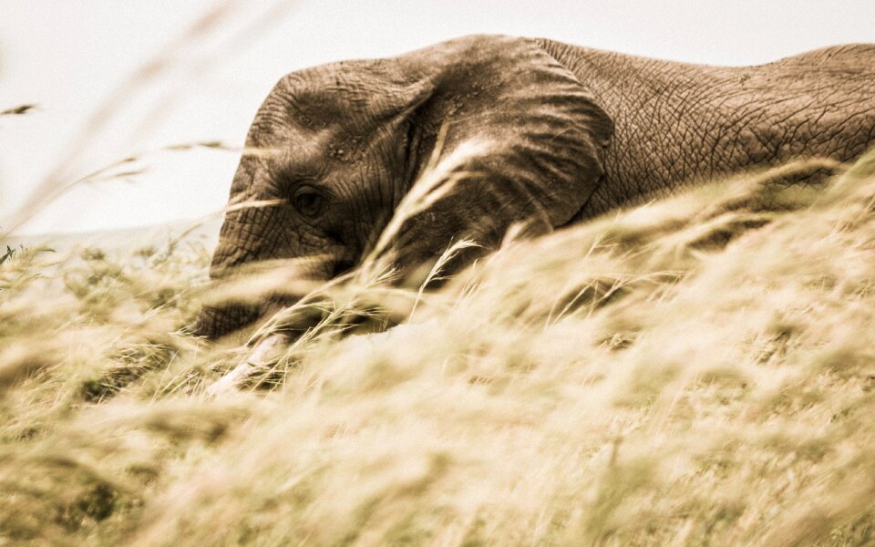 Animal wildlife grass
