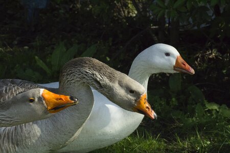 Fauna nature animal