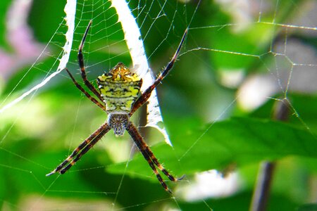 Nature insect animal