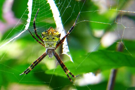 Nature insect animal photo