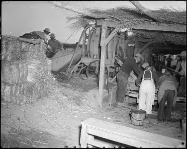 Poston, Arizona. Adobe factory. Mixing mud and straw in a concrete mixer. - NARA - 536676