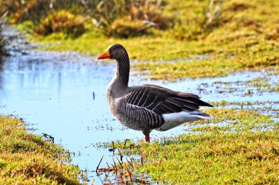 Waterfowl animal wildlife