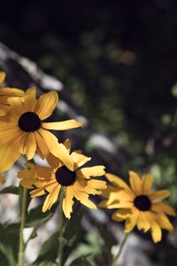 Plant rudbeckia daisy