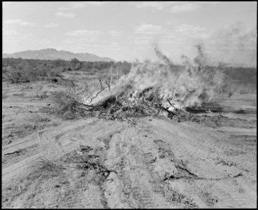 Poston, Arizona. Burning brush to clear more land for the enlarging of this War Relocation Authorit . . . - NARA - 536122