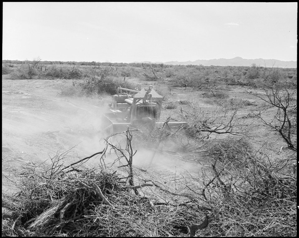 Poston, Arizona. Bulldozer clearing brush for site ^3 a the Colorado River Relocatio center for eva . . . - NARA - 536123