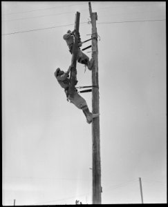 Poston, Arizona. Civilian Conservation Corps telephone crew building telephone communications from . . . - NARA - 536130