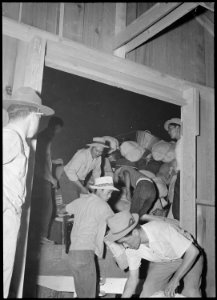Poston, Arizona. Evacuees are here shown loading baggage for delivery to homes upon its arrival at t . . . - NARA - 536292 photo