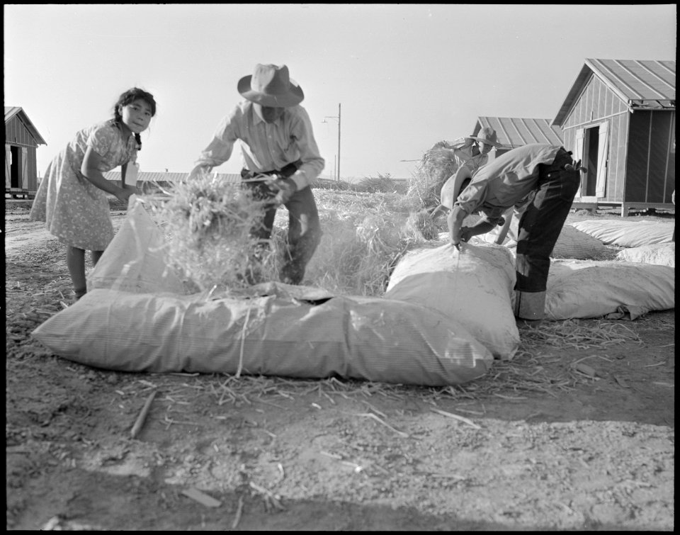 Poston, Arizona. Filling straw ticks for mattresses at Colorado River Relocation center for evacuee . . . - NARA - 536109
