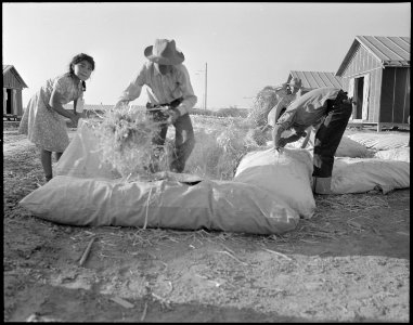 Poston, Arizona. Filling straw ticks for mattresses at Colorado River Relocation center for evacuee . . . - NARA - 536109