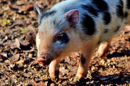 Young animal sow livestock photo