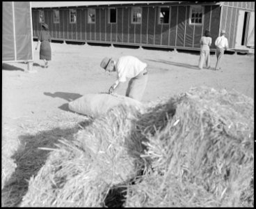 Poston, Arizona. Evacuees of Japanese ancestry are filling straw ticks for mattresses after arrival . . . - NARA - 536113 photo